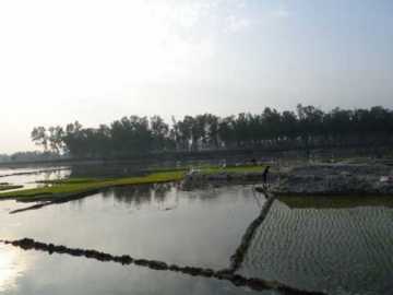 মরা নদীর বালুচরে ধান চাষ